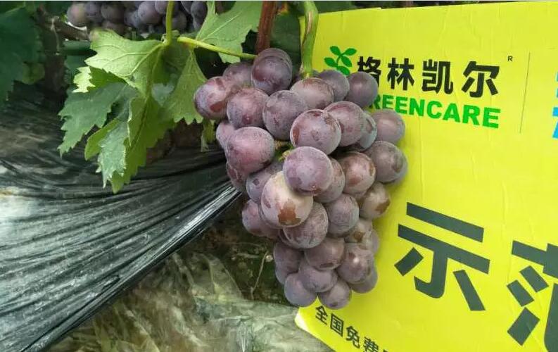 葡萄怎样秋施基肥能达到最好效果？
