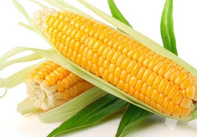 玉米配方施肥技术