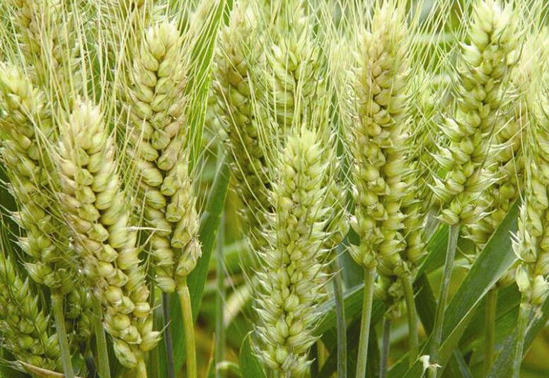 小麦配方施肥技术