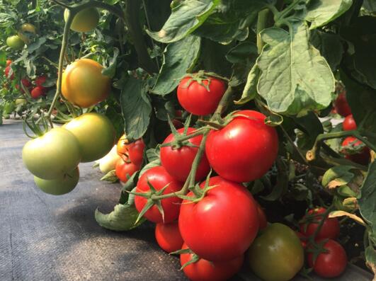 番茄的肥水管理和使用方法