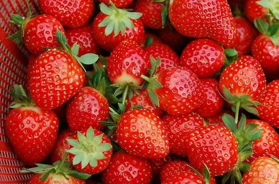 “大棚草莓”商品果率提升有技巧