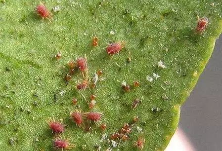 草莓病虫害防治与用药—红蜘蛛篇