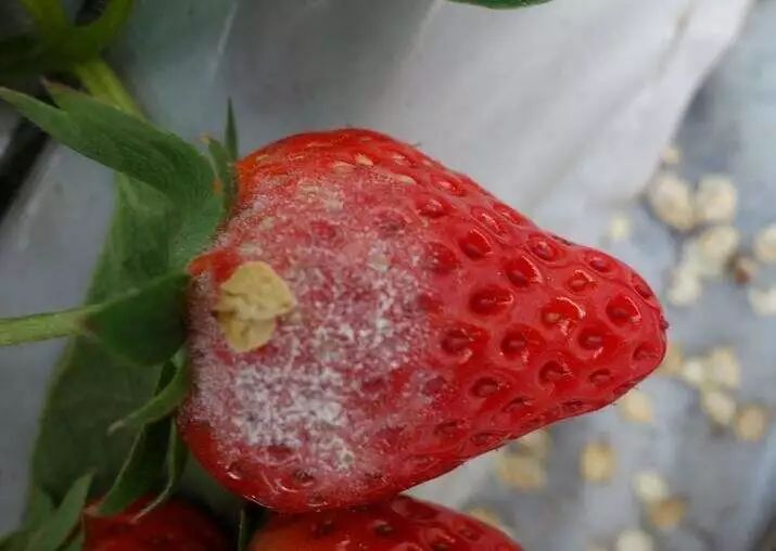 草莓病害的防治与用药—白粉病篇