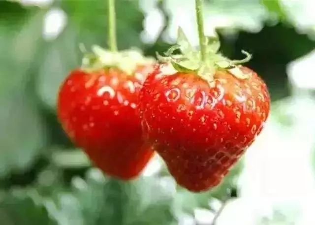 浅述草莓高架栽培的优势