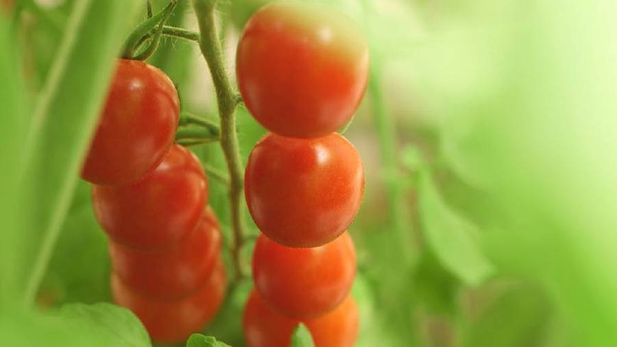 种业博览会小番茄