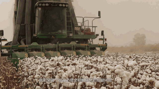 棉花丰收
